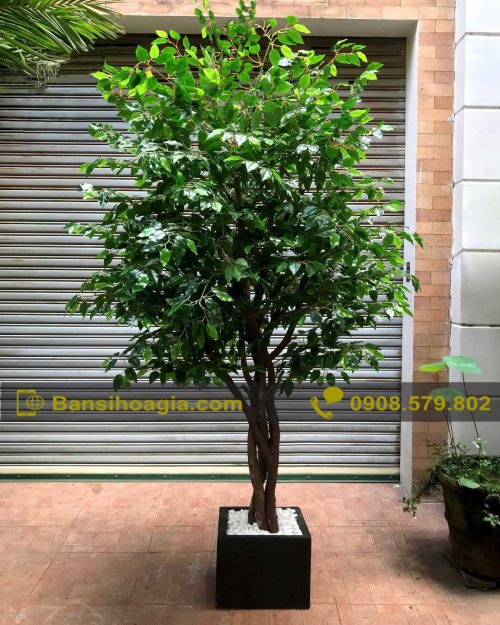 Cây si giả đẹp rất giống thật, cao 2,3m