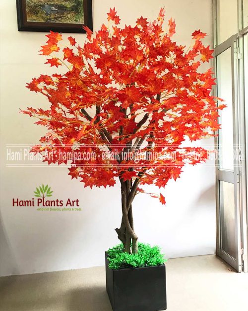 Cây lá phong đỏ ngả vàng cao 2m LP02