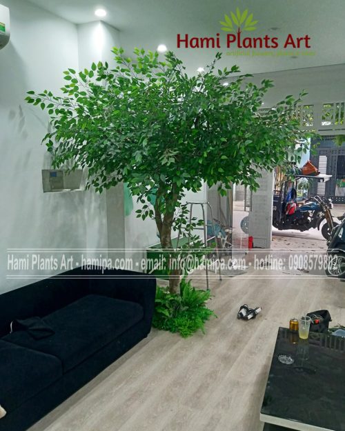 Cây si giả trang trí shop