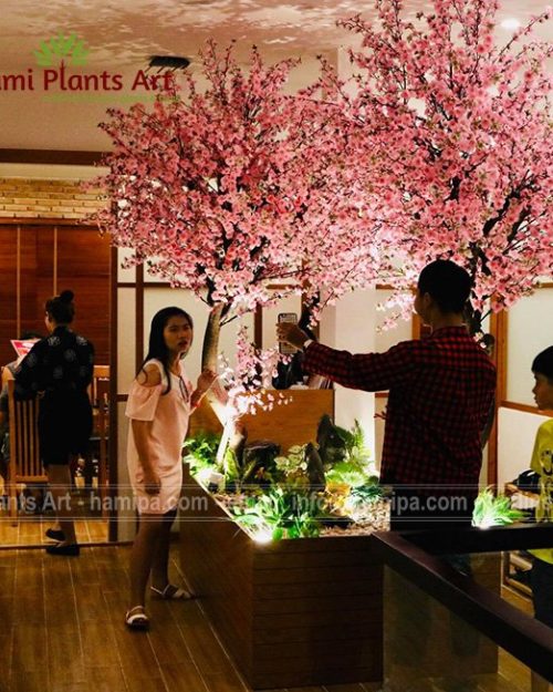 Alternative view of Cây hoa anh đào cao 2m3 tán 1,6m tại Nhà Hàng Nhật Bản Watami BH