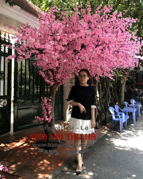 Cây hoa đào tán vòm cao 2,6m AĐV500A1